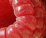 close-up Raspberry